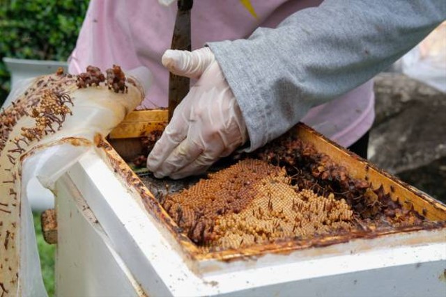 Taman Wisata Lebah: Daya Tarik dan Panduan Wisata
