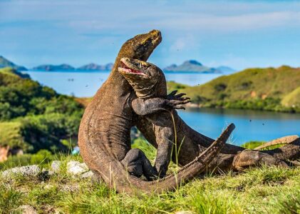 Keindahan Taman Nasional Komodo: Destinasi WKeindahan Taman Nasional Komodoisata Eksotis di Indonesia