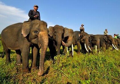 Wisata Menakjubkan di Taman Nasional Way Kambas, Lampung