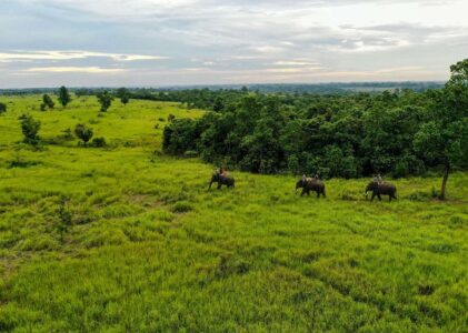 Menikmati Keindahan Alam Taman Nasional Way Kambas, Lampung