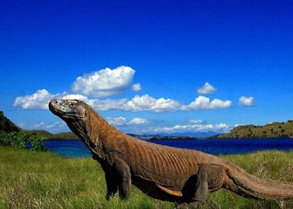 Menjelajahi Keindahan Pulau Komodo: Surga Laut dan Petualangan Eksotis di Indonesia