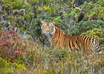 Menikmati Pesona Alam Taman Nasional Gunung Leuser: Surga Bagi Pecinta Alam