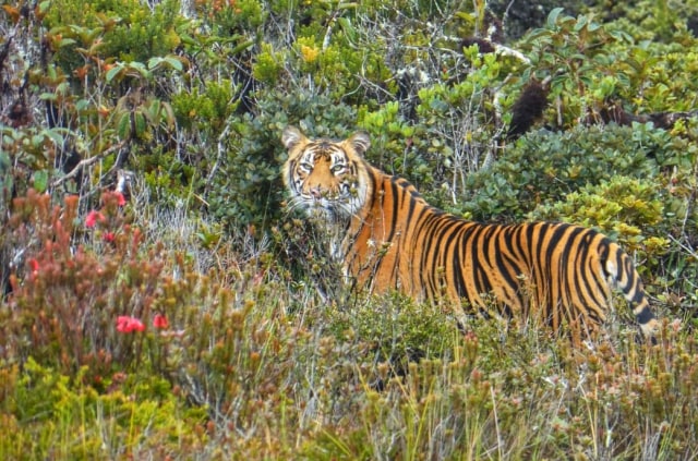 Menikmati Pesona Alam Taman Nasional Gunung Leuser: Surga Bagi Pecinta Alam