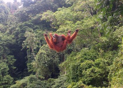 Taman Nasional Gunung Leuser: Permata Alam di Sumatera